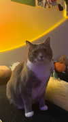 charleygrayyy Altpins Profile Picture