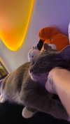 charleygrayyy Altpins Profile Picture