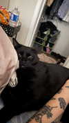 charleygrayyy Altpins Profile Picture