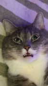 charleygrayyy Altpins Profile Picture
