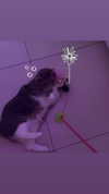 charleygrayyy Altpins Profile Picture