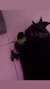 charleygrayyy Altpins Profile Picture