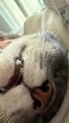 charleygrayyy Altpins Profile Picture