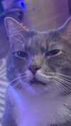 charleygrayyy Altpins Profile Picture