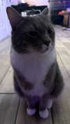 charleygrayyy Altpins Profile Picture