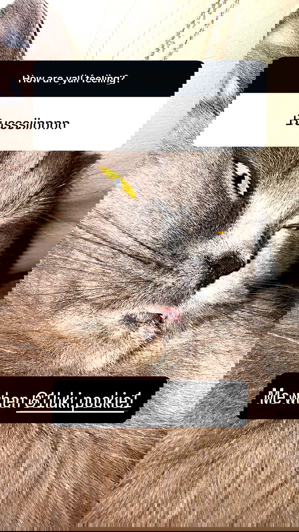 chibinekopurr chibinekopurr archive image