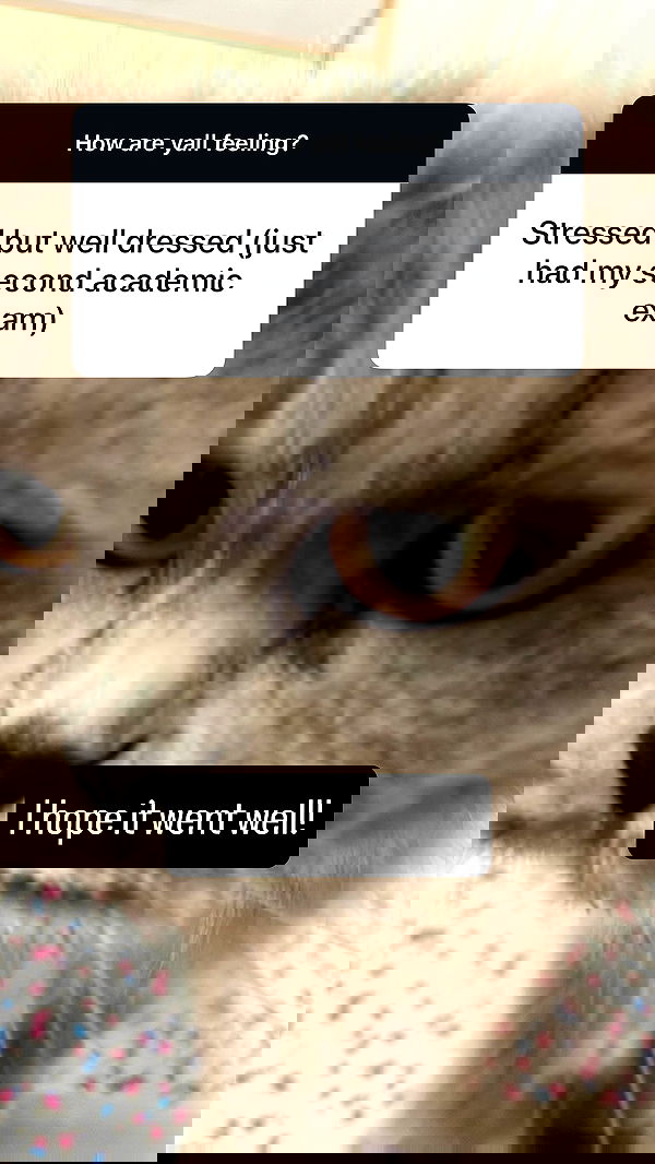 chibinekopurr chibinekopurr archive image