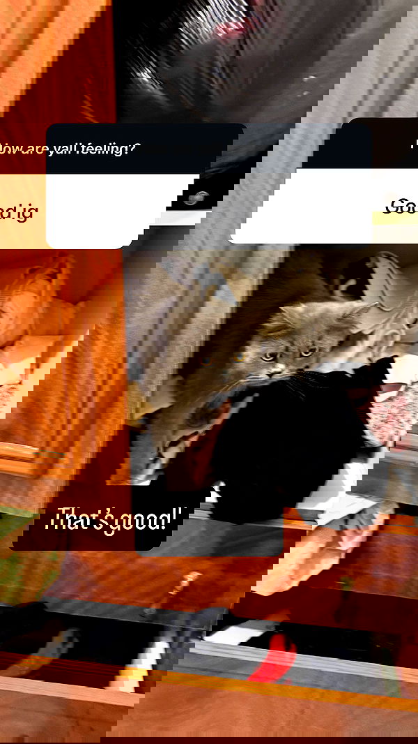 chibinekopurr chibinekopurr archive image