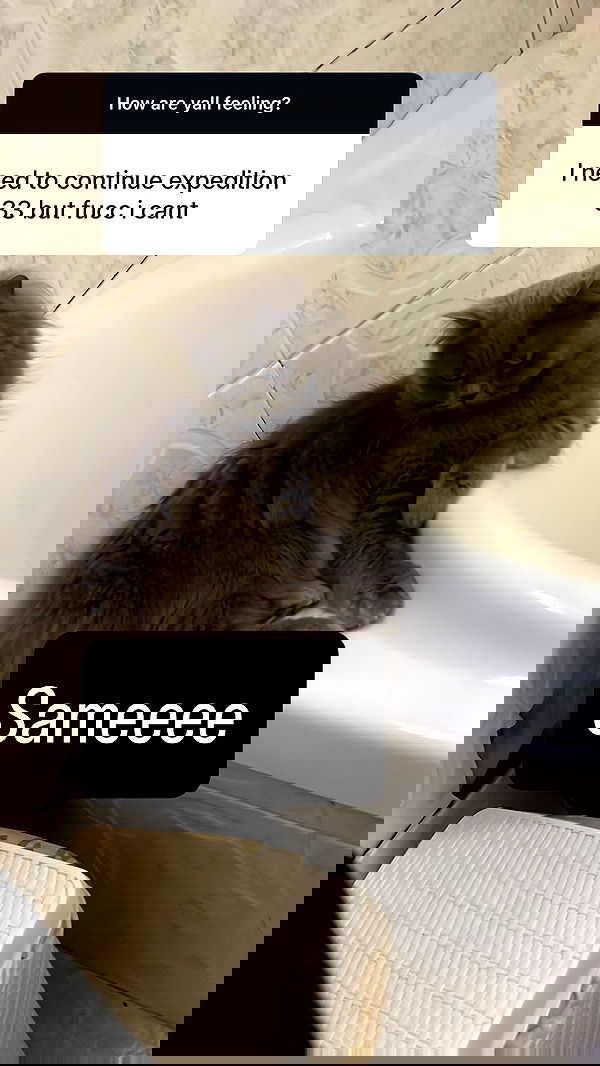 chibinekopurr chibinekopurr archive image