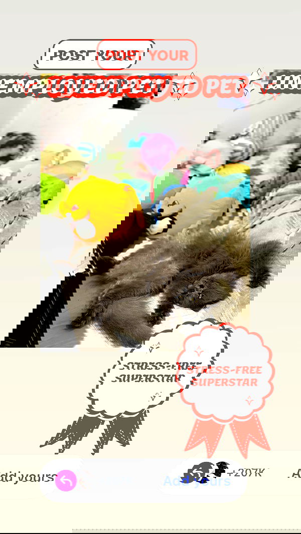 chibinekopurr chibinekopurr archive image