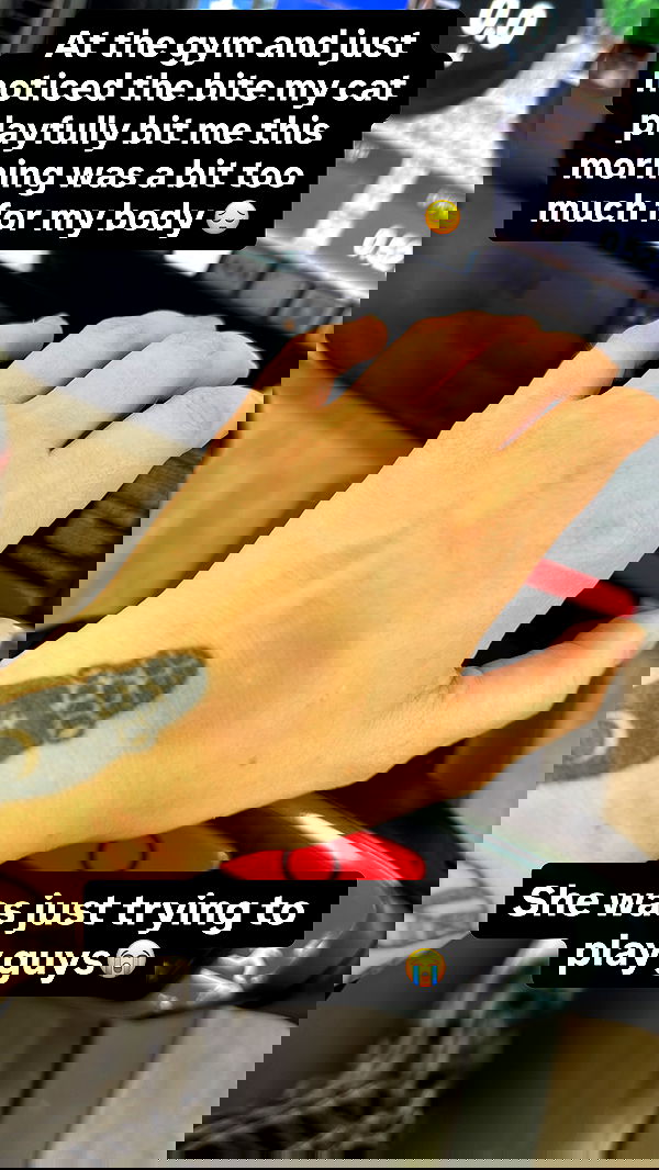 chibinekopurr chibinekopurr archive image