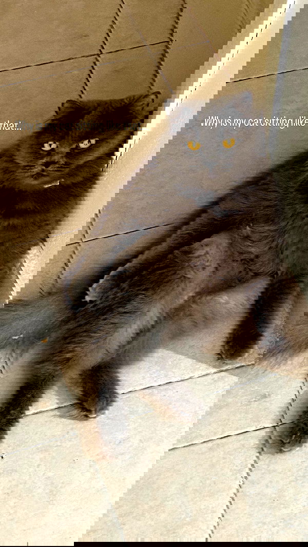 chibinekopurr chibinekopurr archive image