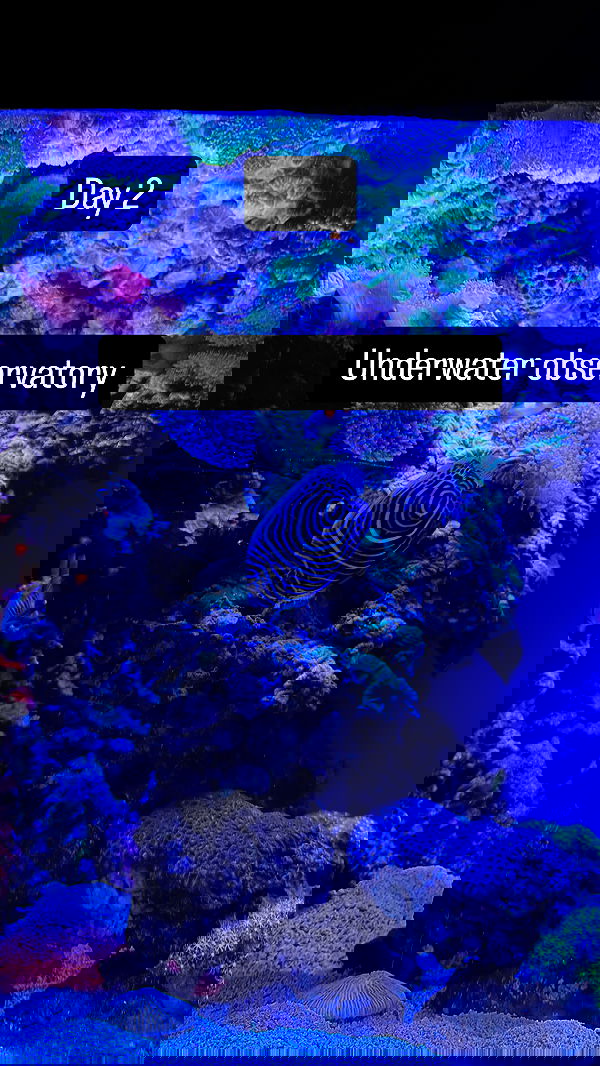 chibinekopurr chibinekopurr archive image