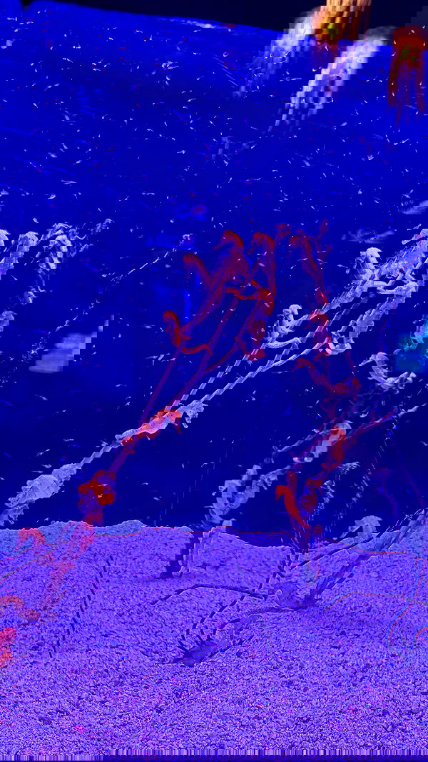 chibinekopurr chibinekopurr archive image