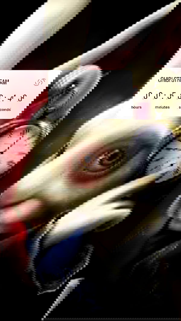 chibinekopurr chibinekopurr archive image