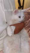 chloelilsxx Altpins Profile Picture