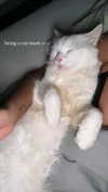 chloelilsxx Altpins Profile Picture
