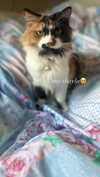 chloelilsxx Altpins Profile Picture