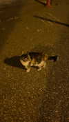 christiecharm1 Altpins Profile Picture