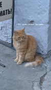 christiecharm1 Altpins Profile Picture