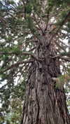 christiecharm1 Altpins Profile Picture