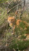 christiecharm1 Altpins Profile Picture