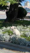 christiecharm1 Altpins Profile Picture