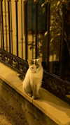 christiecharm1 Altpins Profile Picture