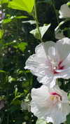christiecharm1 Altpins Profile Picture