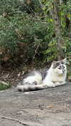christinacharm Altpins Profile Picture