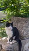 christinacharm Altpins Profile Picture