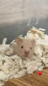 claudiagarmaa Altpins Profile Picture