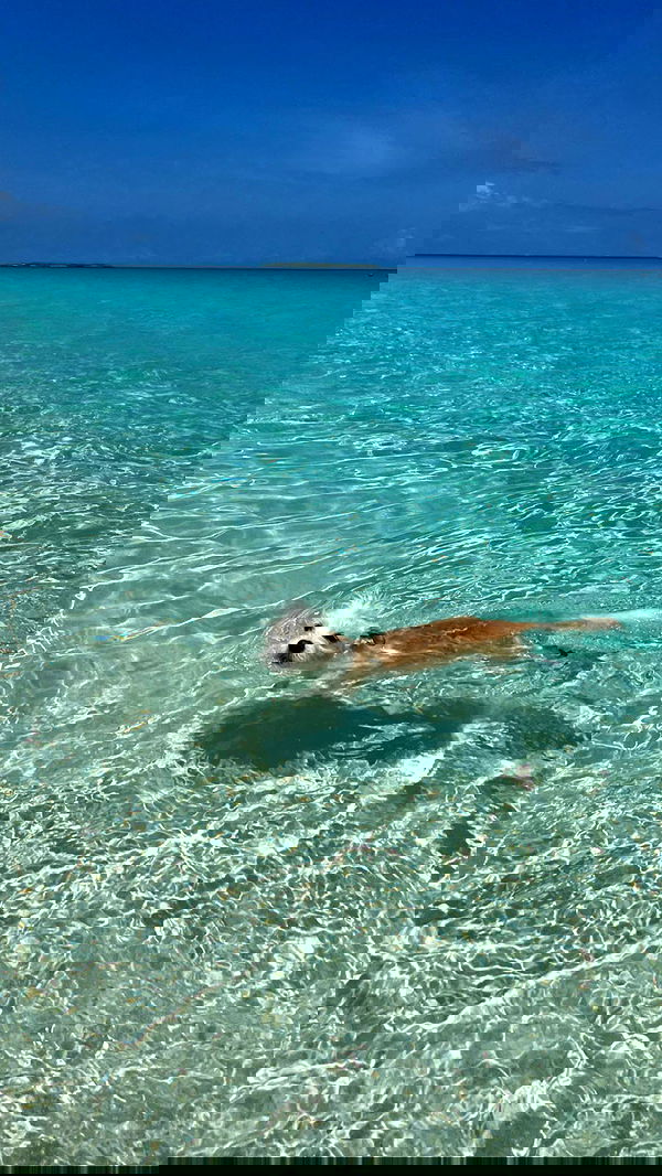 corinnakopf image ~ Altpins