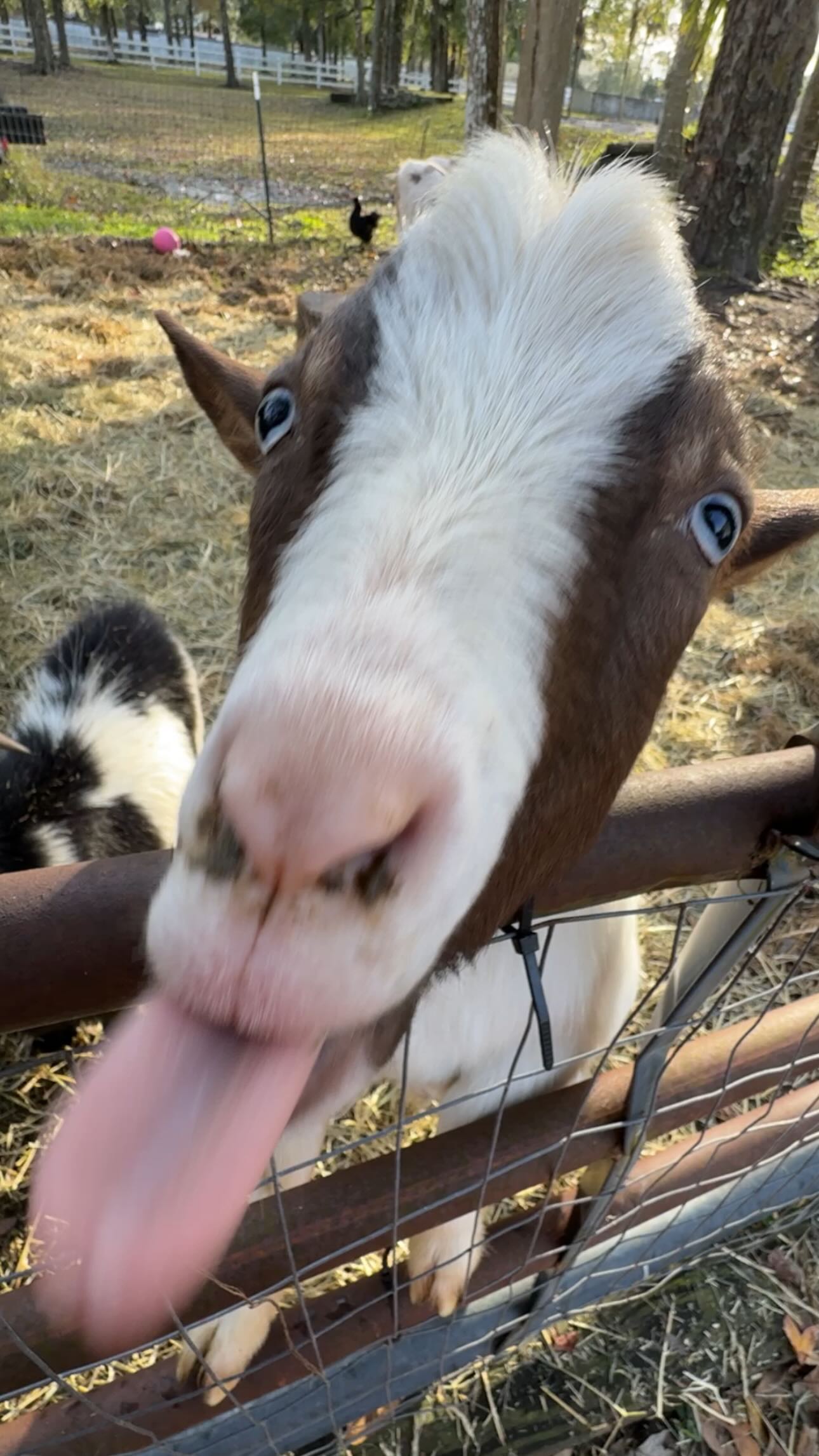 corinnakopf instagram image archive image