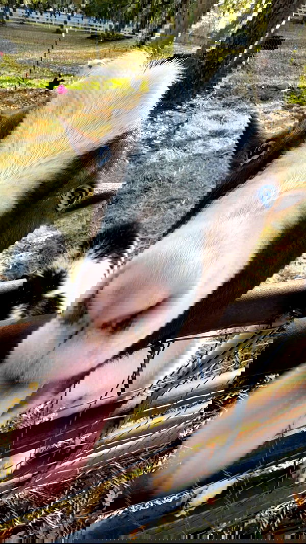 corinnakopf image ~ Altpins