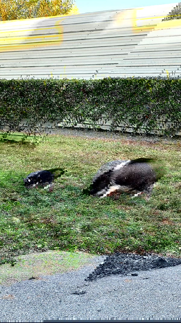 corinnakopf image ~ Altpins