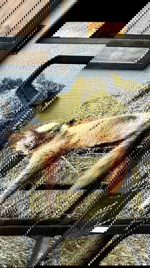 corinnakopf image ~ Altpins