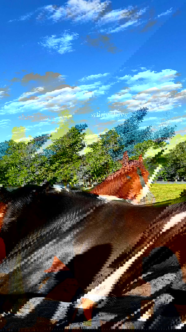 corinnakopf image ~ Altpins