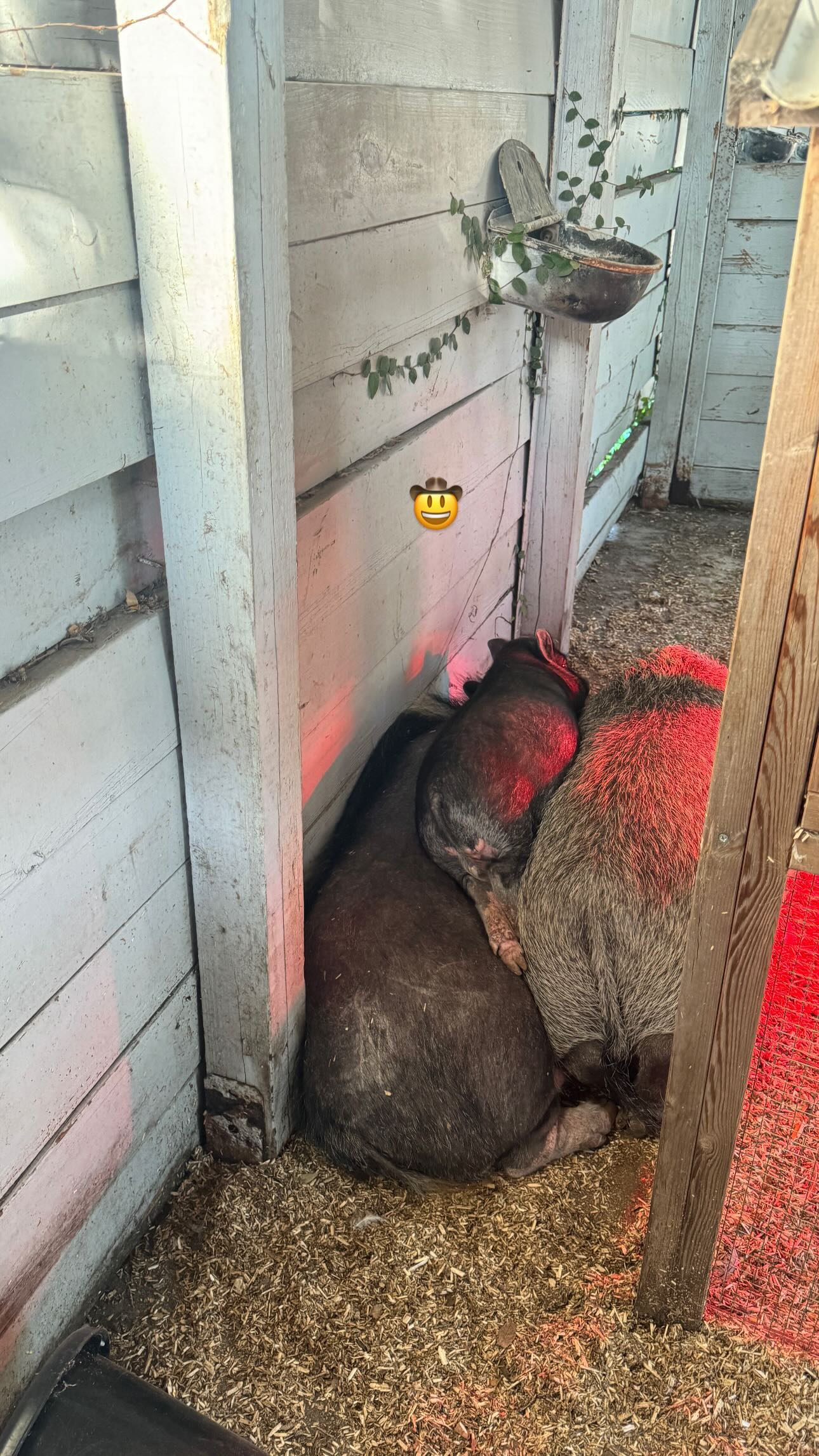 corinnakopf instagram image archive image