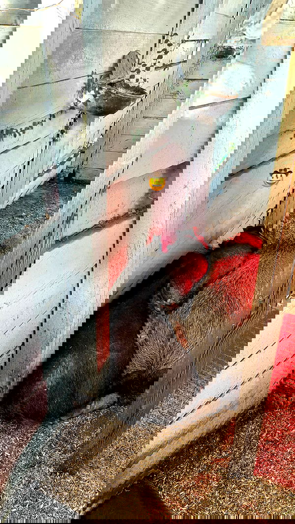 corinnakopf image ~ Altpins