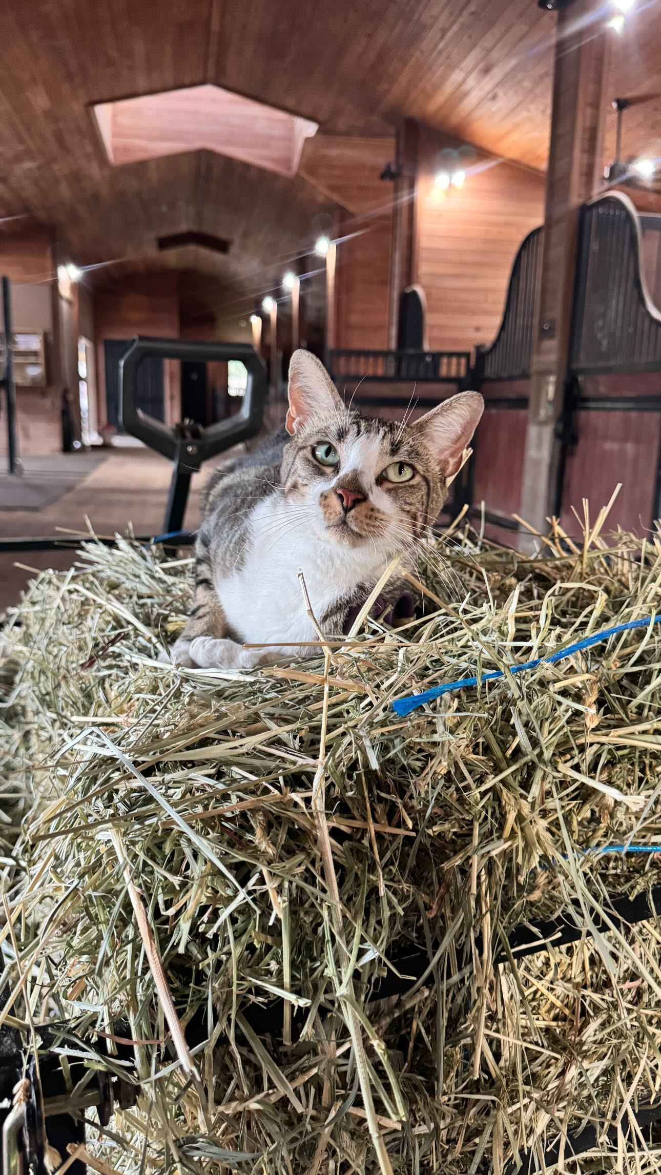 corinnakopf instagram image archive image