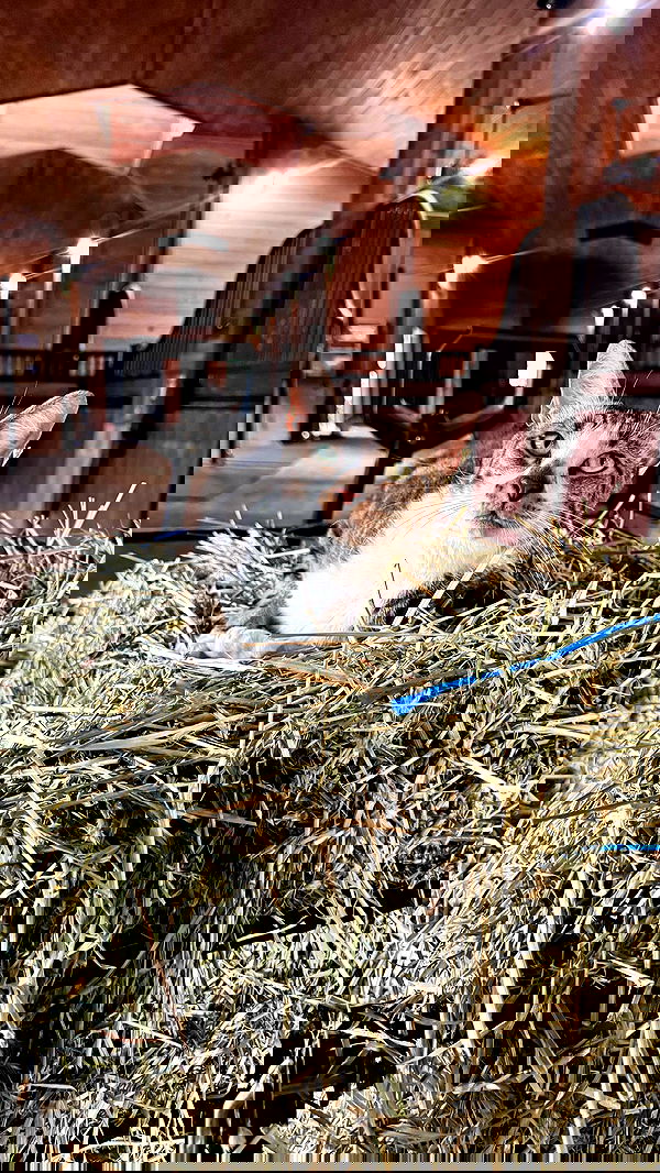 corinnakopf image ~ Altpins