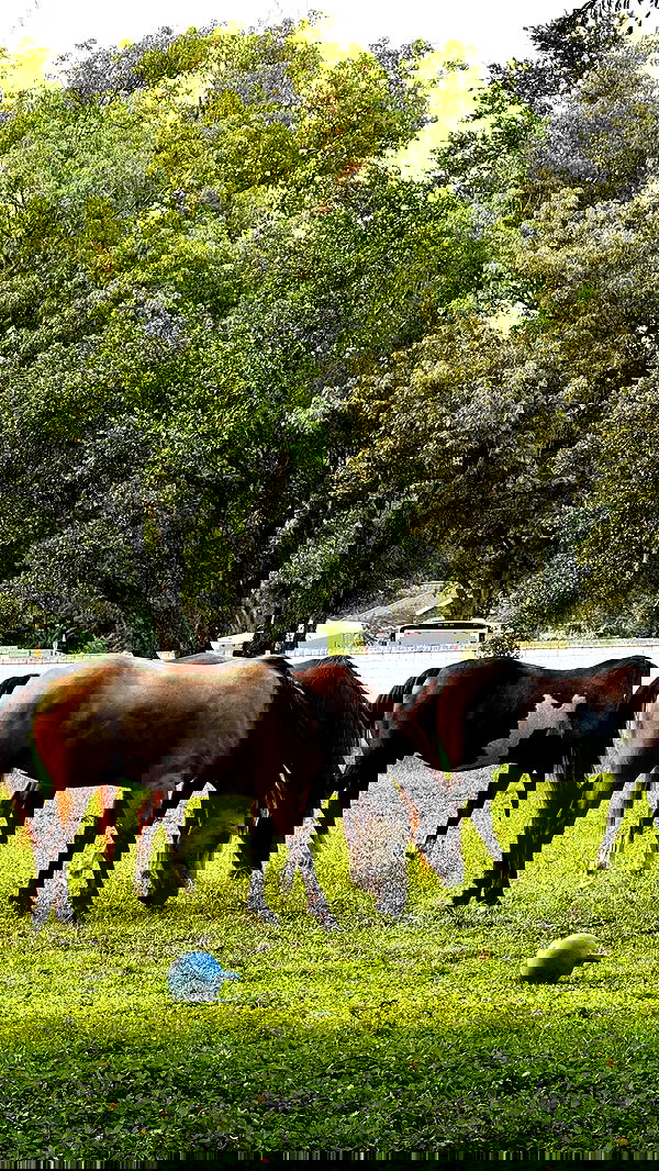 corinnakopf image ~ Altpins