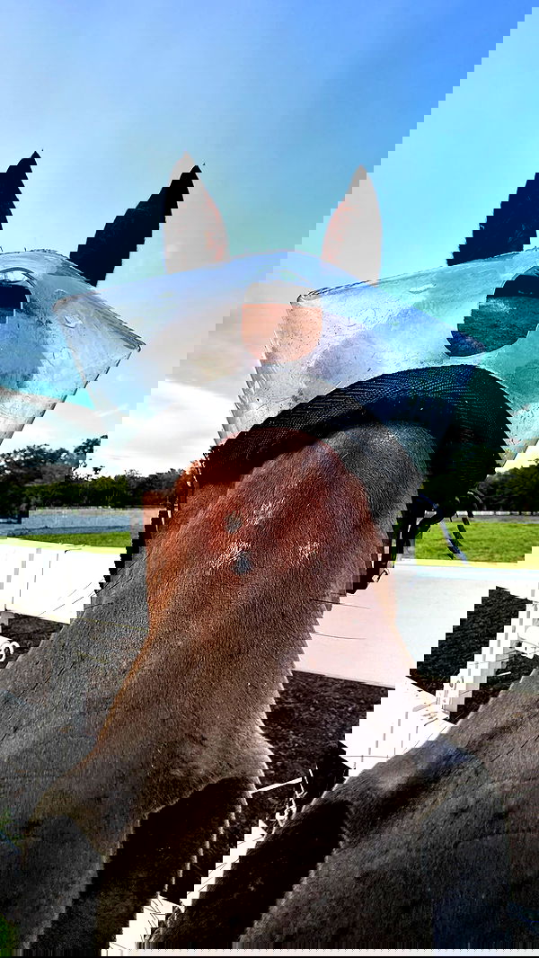 corinnakopf image ~ Altpins