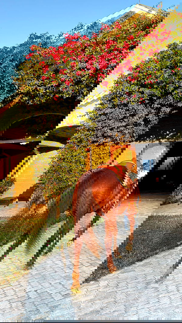 corinnakopf image ~ Altpins