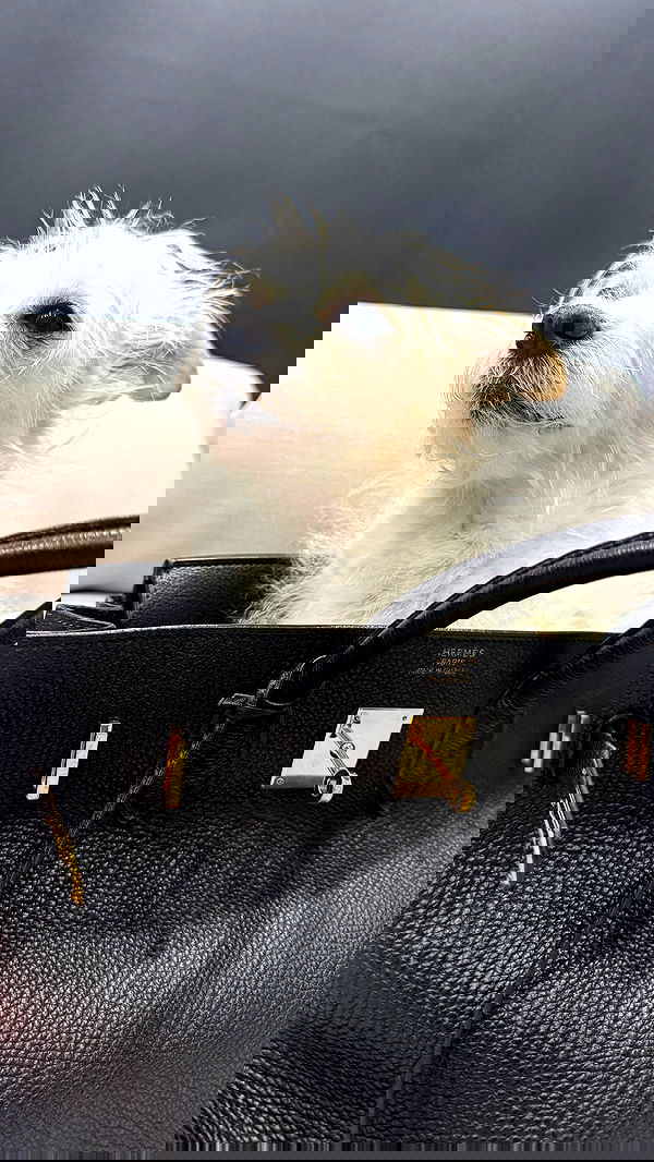 corinnakopf image ~ Altpins