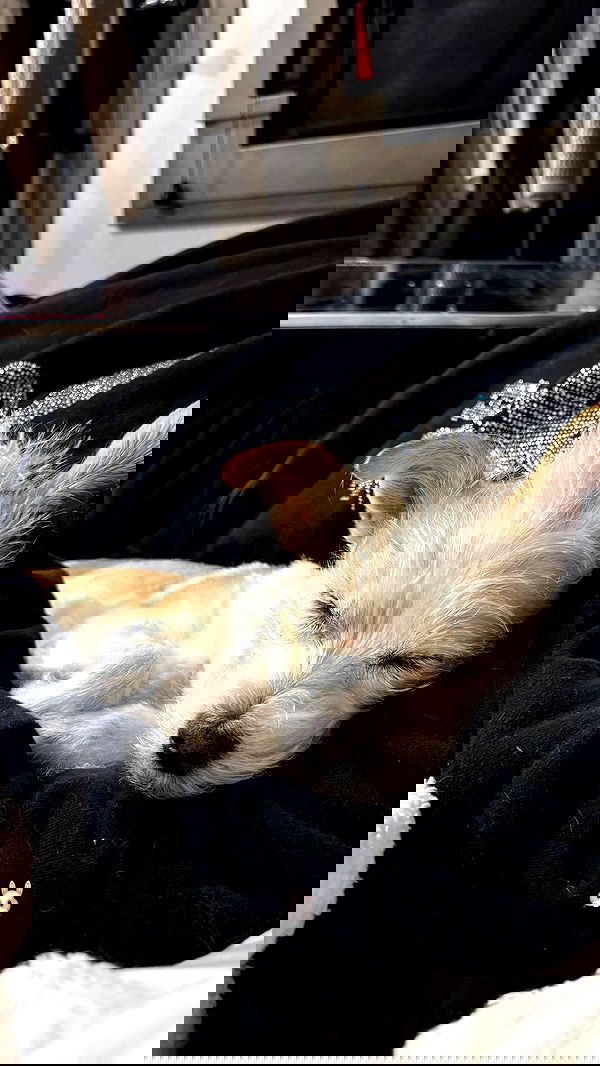 corinnakopf image ~ Altpins