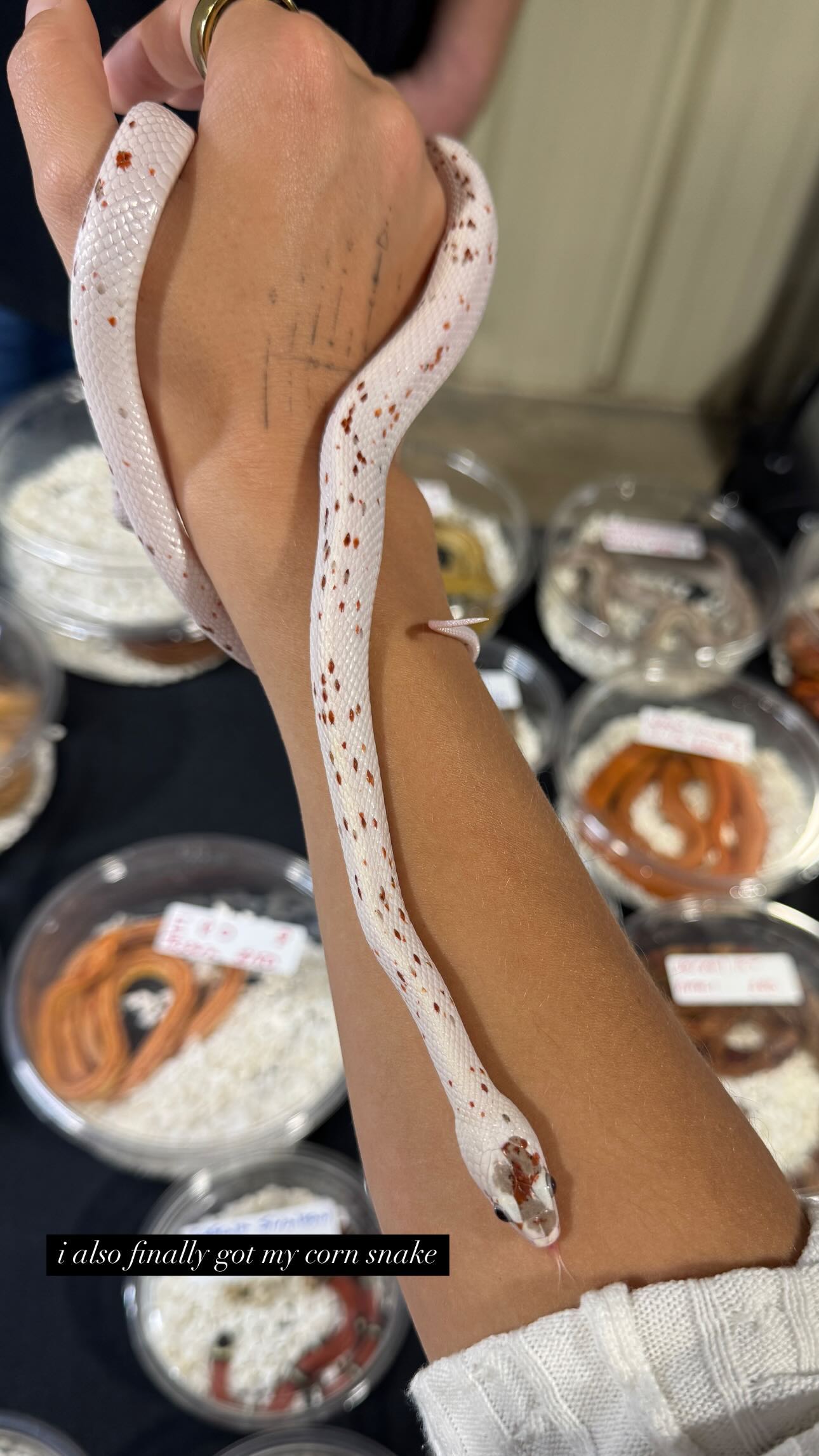 corinnakopf instagram image archive image