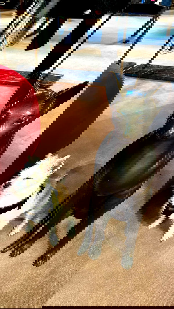 corinnakopf image ~ Altpins