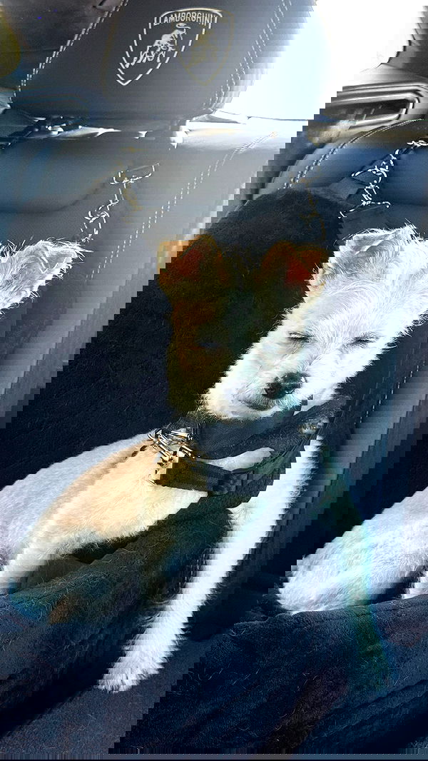 corinnakopf image ~ Altpins